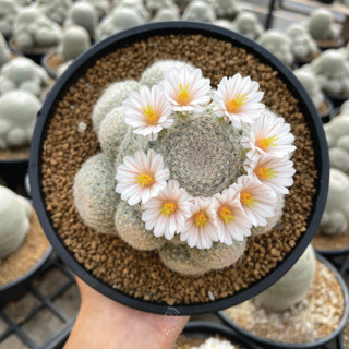 แลนต้า 🌷Mammillaria lenta🌷 ราชินีแมม แคคตัส กระบองเพชร