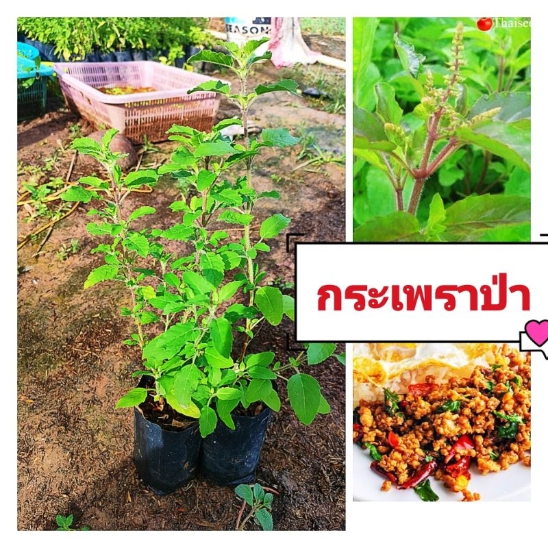 กระเพราป่า,กระเพราหอม กลิ่นฉุนดับกลิ่นคาวได้ดี รสเผ็ดร้อน ผักสวนครัวพร้อมปลูก สินค้าเสียหายยินดีเคลมฟรี