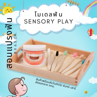 โมเดลฟัน สื่อสอนแปรงฟัน สื่อการสอนด้านทันตกรรม Montessori Lookmaebaby