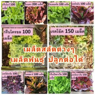 เมล็ดสลัดต่างๆ เมล็ดพันธุ์ ปลูกต่อได้