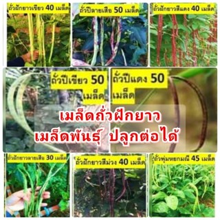 เมล็ดถั่วฝักยาวพื้นบ้าน เมล็ดพันธุ์ ปลูกต่อได้