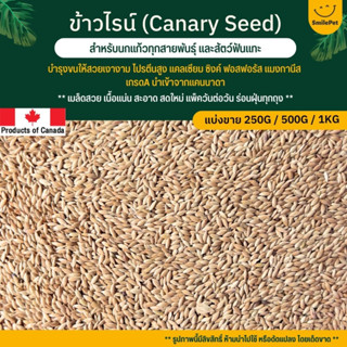 ข้าวไรน์ Canary Seed นำเข้าจาก Canada บำรุงให้ขนสวย มันเงา อาหารนกแก้ว และหนูแฮมสเตอร์ (แบ่งขาย 250G / 500G /1KG)