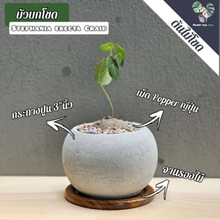 🌰บัวบกโขด (Stephania erecta Craib) พร้อมกระถางปูน3"+จานรองไม้+หินโรย/เม็ดPopper