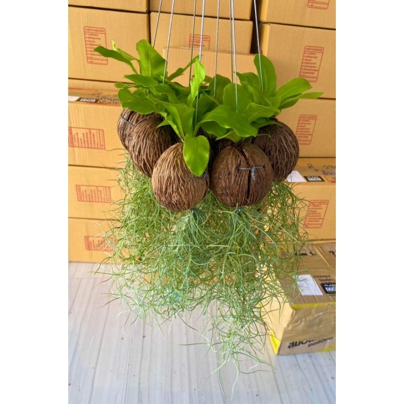 ต้นเฟิร์นลูกตีนเป็ดเคราฤาษี พร้อมลวดแขวน