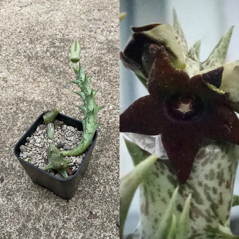 🌼เก๋งจีน ‘Caralluma hesperidum’ กำลังให้ดอก🌼