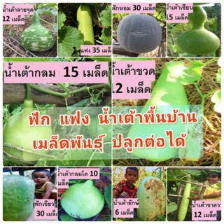ฟัก แฟง น้ำเต้าพื้นบ้าน สวนแทนใจไร่ดอกเหงื่อ เมล็ดพันธุ์ปลูกต่อได้