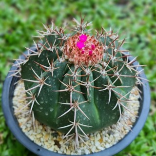 เมโลแคคตัส หนามสวยๆ Melocactus ในกระถาง 2 นิ้ว