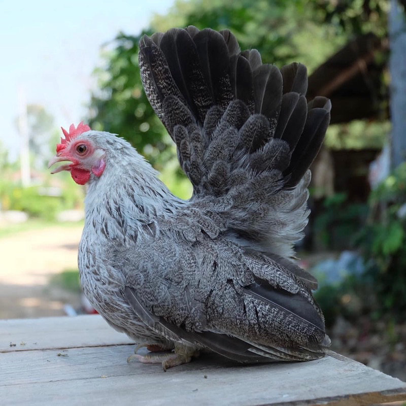 รูปภาพ 2