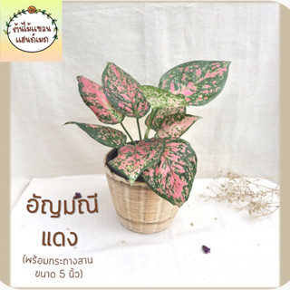 🎋อัญมณีแดง (Aglaonema Anyamanidaeng) ต้นไม้มงคล พร้อมกระถางสานไม้ไผ่ ขนาด 5 นิ้ว ช่วยฟอกอากาศ ดูดสารพิษ