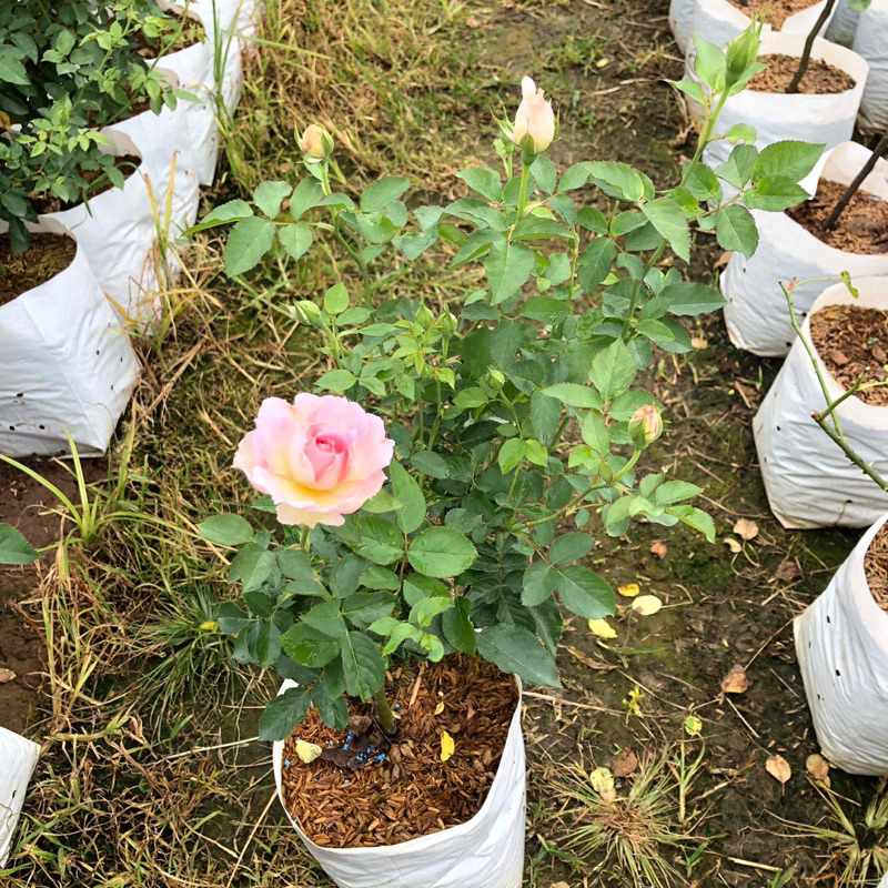 กุหลาบ 🌹 Penelopeia a rose แอพพพริคอตต สีชมพู ทรงพุ่ม ดอกหอมดก กลีบหยัก - รูปที่ 3