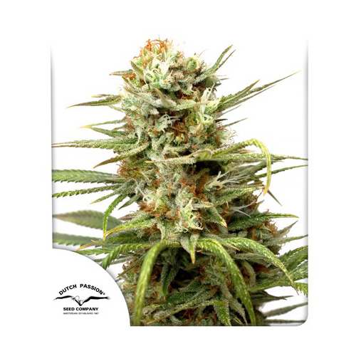 เมล็ดกัญชา Dutch Passion Auto White Widow 7 cannabis seeds