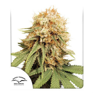 White Widow Dutch Passion 3 feminized seeds เมล็ดกัญชา