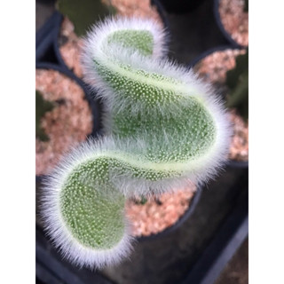 ไม้กราฟหางลิงคริส monkey tail cactus cristata grafting