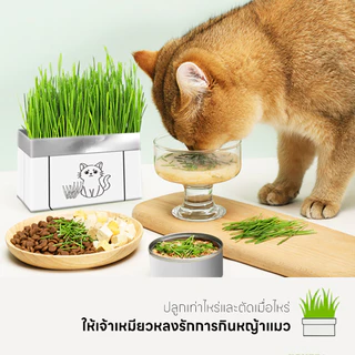 yoyopet : หญ้าแมว ชุดปลูกข้าวสาลี ชุดหญ้าออร์แกนิคพร้อมปลูก วิตามินแมว สำหรับหมา,แมว,หนู,กระต่ายฯลฯ