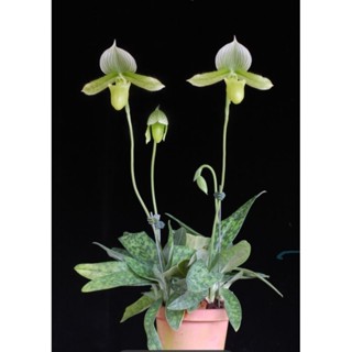 Paph.Makuli ขนาดกระถาง 2 นิ้ว