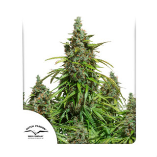 Auto Mazar Dutch passion 7 auto flowering cannabis seeds เมล็ดกัญชา เมล็ดพันธุ์กัญชา