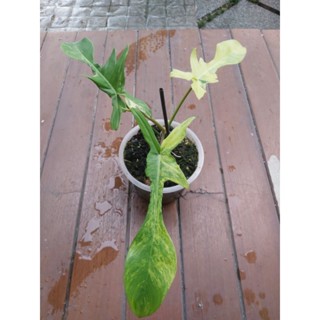 ฟิโล ก้ามกุ้งด่าง, Philodendron ไม้ยอด กระถาง 6นิ้ว