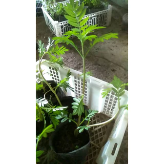 ต้นกล้าดอกดาวเรือง ต้นละ 10 บาท พร้อมปลูก ซื้อ 10แถม 2 ต้น