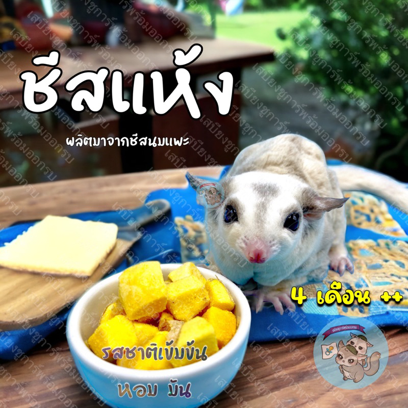 ( ชีสแห้ง ) CHEESE ชีสนมแพะอบแห้ง นมแพะอัดเม็ด ขนม สัตว์เลี้ยง สัตว์เล็ก ชูการ์ กระรอก ดอร์เมาส์ แฮมส