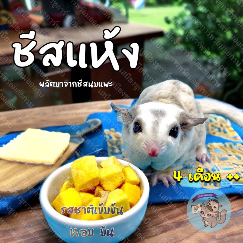 ( ชีสแห้ง ) CHEESE ชีสนมแพะอบแห้ง นมแพะอัดเม็ด ขนม สัตว์เลี้ยง สัตว์เล็ก ชูการ์ กระรอก ดอร์เมาส์ แฮมส