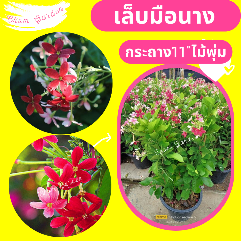 ต้นเล็บมือนางต้น ไม้พุ่ม [ดอกชั้นเดียว]