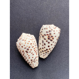 natural rare sea cone shell sesame taro conch zhima