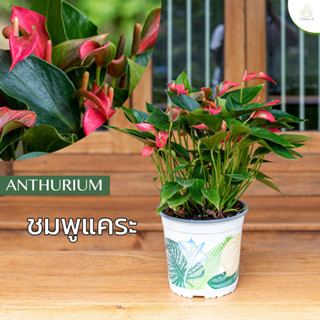 Treeno.9 T43 ดอกหน้าวัว ชมพูแคระ (Anthurium)/ กระถาง 8 นิ้ว / สูง 30-50 cm / ไม้ดอกประดับ ไม้มงคล ไม้ฟอกอากาศ (ต้นไม้)