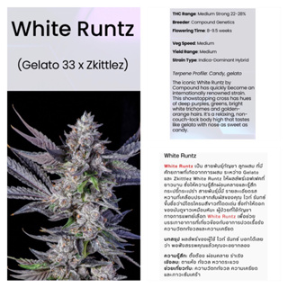 กิ่งชำ ต้นโคลน พันธุ์ White Runz ค่าย Compound Genetic ต้นแม่ปลูกจากเมล็ดค่ายแท้💯💯 เพศเมีย💯💯