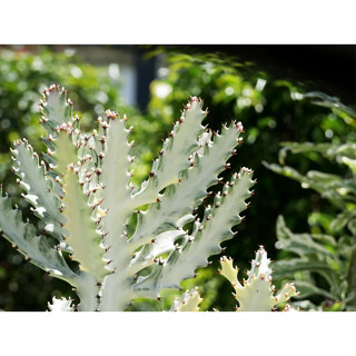 Euphorbia white ghost/กระดูกมังกรขาว/cactus ส่งแบบตัดกิ่งสด