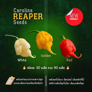 เมล็ดพันธุ์พริก Carolina Reaper 3 สี สวยและเผ็ดที่สุดในโลก ชุดละ 30 เมล็ด