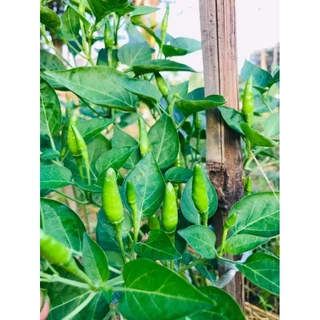 🌶️เมล็ดพริกขี้หนูสวน 30 เมล็ด (5แถม1คละได้)