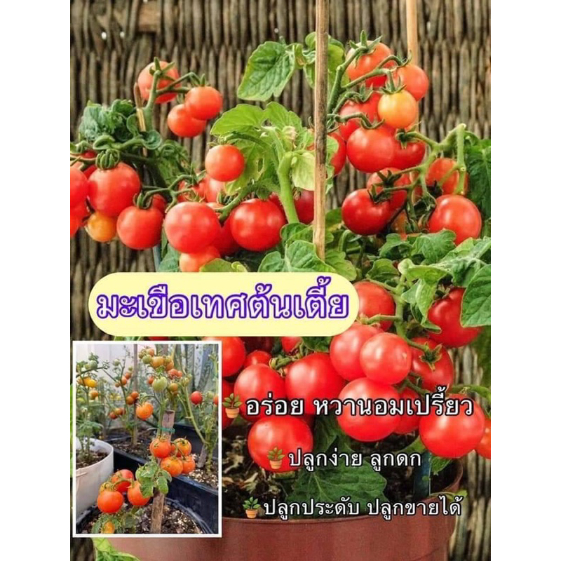 เมล็ดมะเขือเทศแคระพุ่มเตี้ยสั่ง2ซอง แถม1ซอง