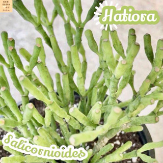 [ป๊อปอาย] Hatiora Salicornioides แคคตัส ต้นไม้ ไม้หนาม ไม้ทนแล้ง กุหลาบหิน ไม้อวบน้ำ พืชอวบน้ำ succulent cactus กระบองเพ