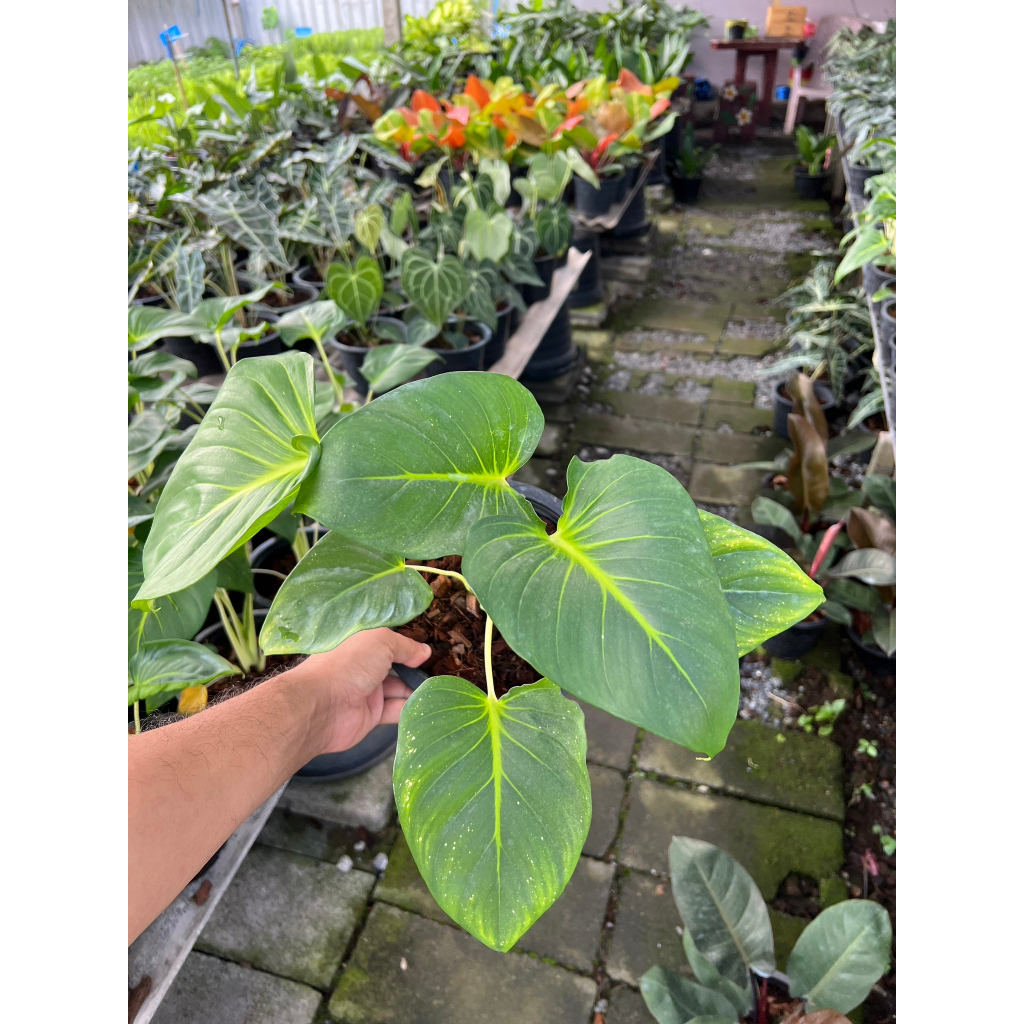 มุมมอง 5