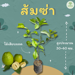 ต้นพันธุ์ส้มซ่า สูง 30~60 ซม.  ส้มซ่า