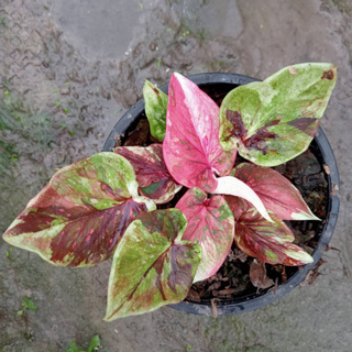 คนึงหา บอนสี Caladium