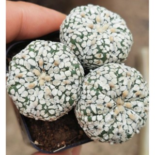 แอ​สโตร​ไ​ฟตั้​ม แฝด3   #แคสตัส castus​ Astrophytum แอสโตร แอสโตร​ไ​ฟตั้​ม กระบองเพชร