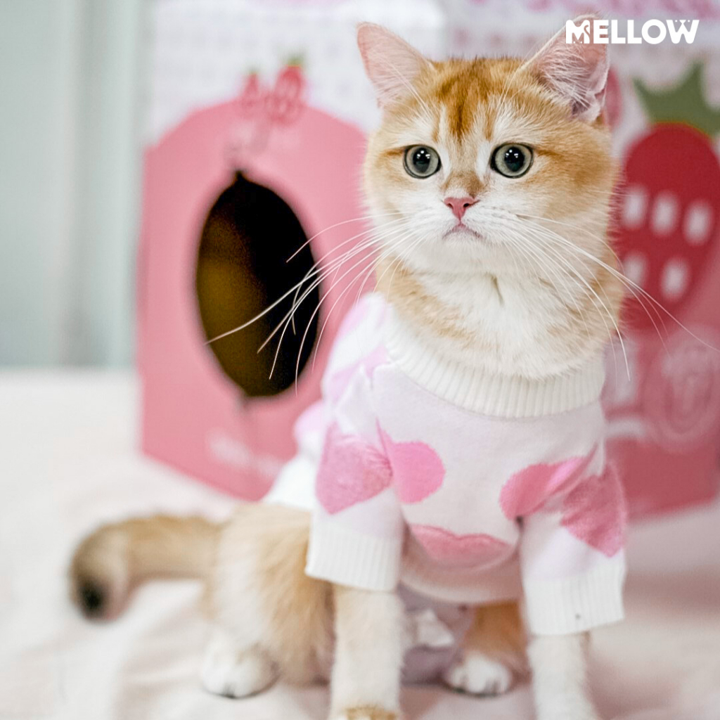 Pastel Heart ( เสื้อน้องหมาน้องเเมว )
