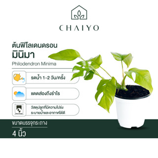 ฟิโลเดนดรอน มินิมา Philodendron Minima กระถาง 4 นิ้ว