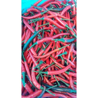 🌶️เมล็ดพริกแดงจินดา 30 เมล็ด (5แถม1คละได้)