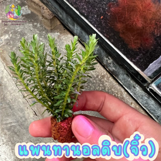 แพนทานอล ดิบ (((จิ๋ว)))🌱🌱