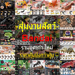 (สุ่ม) Gachapon กาชาปองงานสัตว์เหมือนจริงค่าย Bandai ด้วง ตั๊กแตน ต่อ ตุ๊กแก กิ้งก่า ปลา หนู เต่า ปู หนอนแมลง โมเดลสัตว์