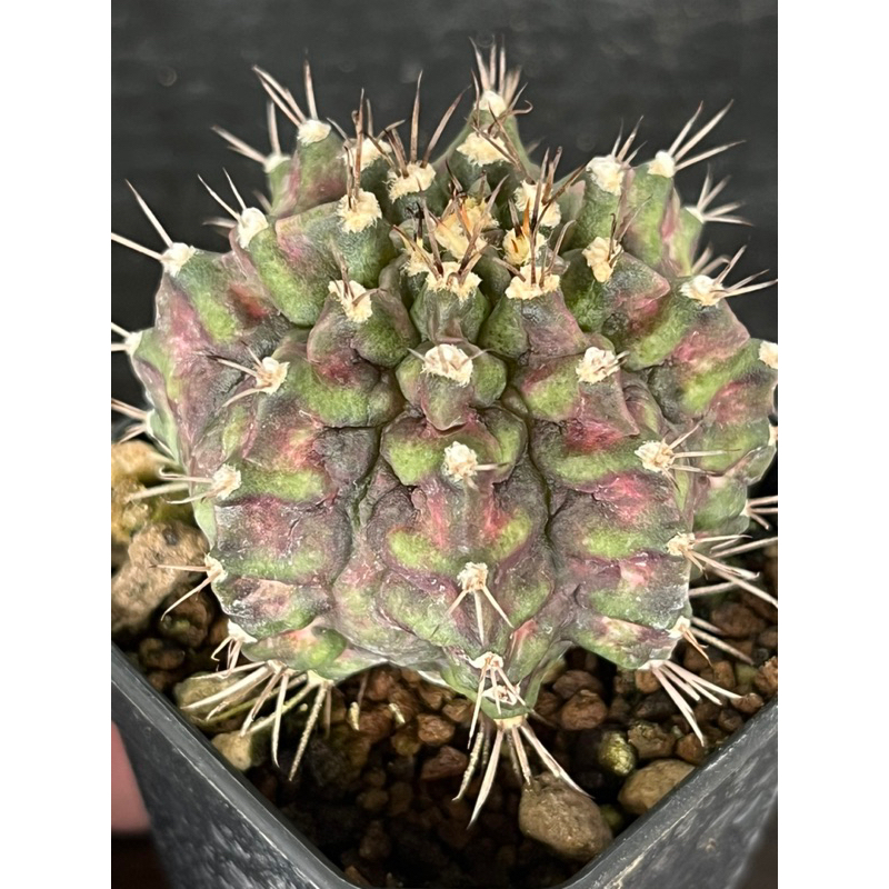 Kingkong(คิงคอง)ชำหน่อ(ขนาด4-5cm)🦍🦍🦍