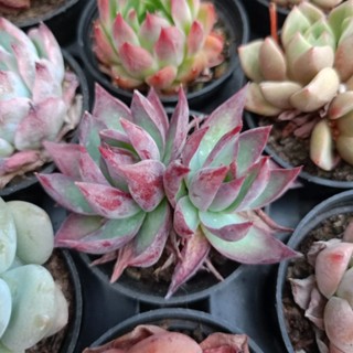 พร้อมส่ง กุหลาบหิน HYBRID ไม้อวบน้ำ ไฮบริด สายพันธุ์ใหม่ๆ กระถาง 5 cm succulent echeveria haworthia