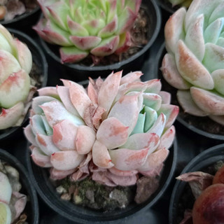 พร้อมส่ง กุหลาบหิน HYBRID ไม้อวบน้ำ ไฮบริด สายพันธุ์ใหม่ๆ กระถาง 5 cm succulent echeveria haworthia lithop Cactus