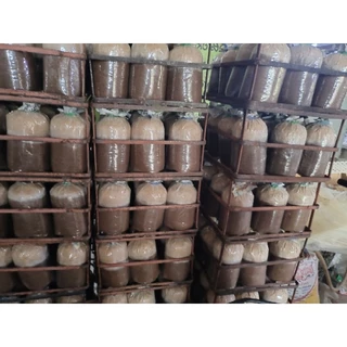 ก้อนเชื้อเห็ดนางฟ้าภูฐาน ผลิตเองจากฟาร์ม 10ก้อน 150บาท เชื้อเดินได้ 80% แล้วค่ะ