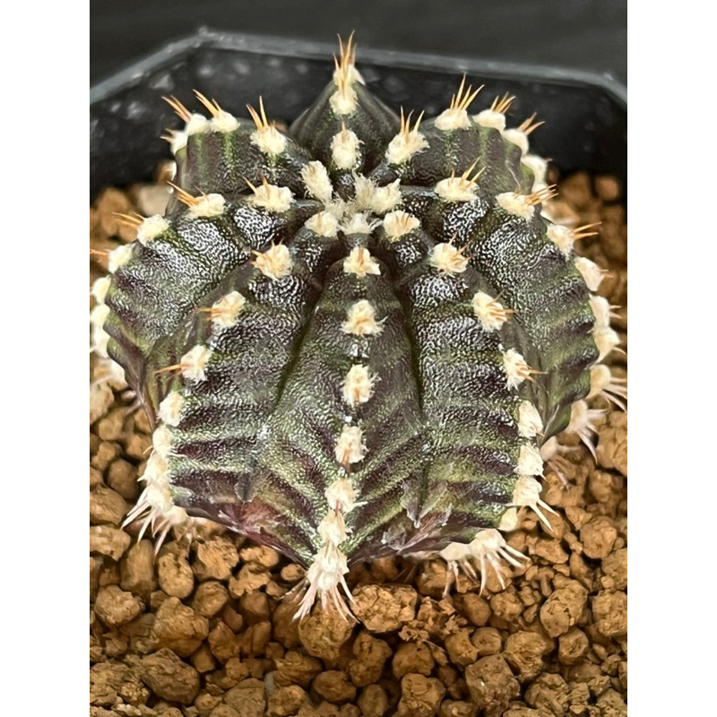 Starline(สตาร์ไลน์)8พู