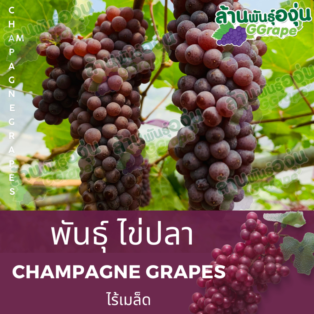 กิ่งพันธุ์องุ่น ไข่ปลา (Champagne Grapes) ไร้เมล็ด