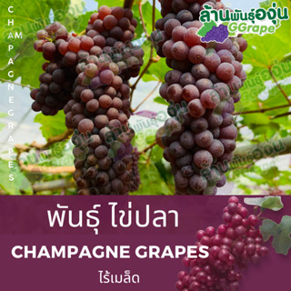 กิ่งพันธุ์องุ่น ไข่ปลา (Champagne Grapes) ไร้เมล็ด