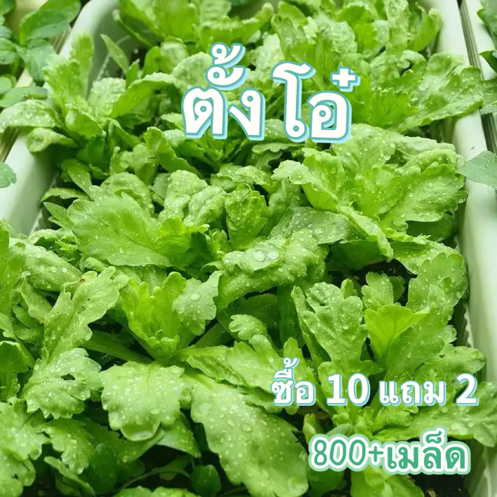 ตั้งโอ๋ เมล็ดพันธุ์ตั้งโอ๋ 800+เมล็ด[ 10 เเถม 2 คละได้ ]